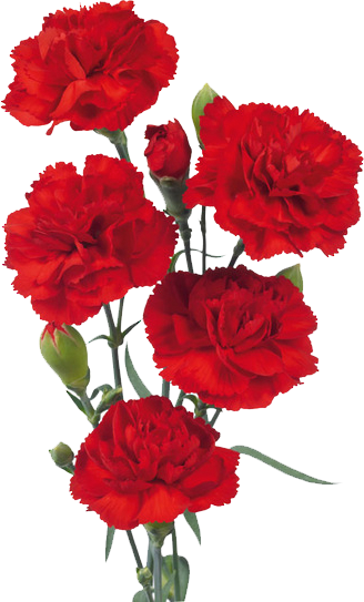 Red Carnation