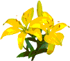 Yellow Lillies