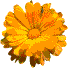 yellow mum