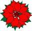 poinsettia