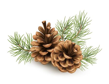 pinecone